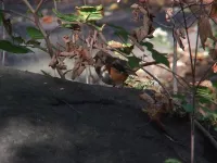 Roodflanktowie [Pipilo erythrophthalmus]